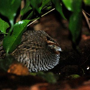 Jungle Bush-Quail at Walsrode, 22/03/13