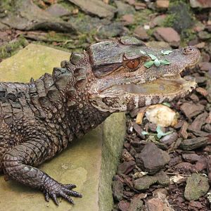 dwarf caiman