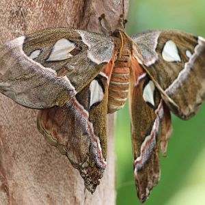 freshly hatched butterfly