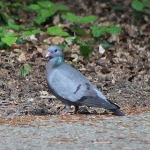 stock dove