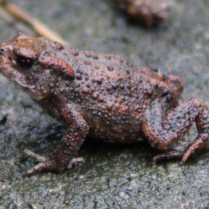 european toad