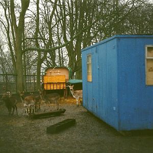 Temporary ungulate shelter 30th December 1999