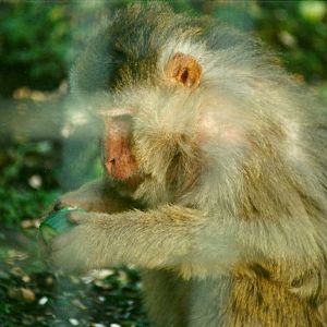 Rhesus Monkey 8th January 2000