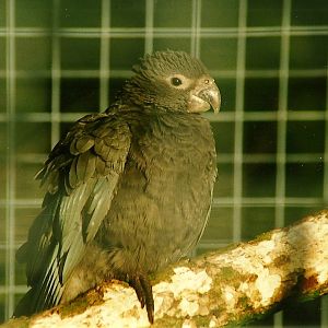 Greater Vasa Parrot 8th January 2000