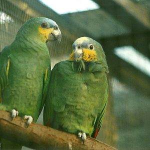 Orange-winged Amazons 8th January 2000