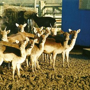 Fallow Deer 8th January 2000