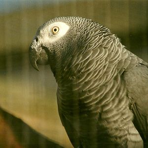 African Grey Parrot 8th January 2000