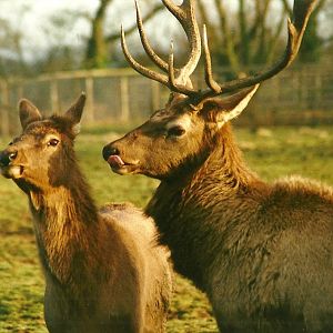 Wapiti stag and hind 8th January 2000