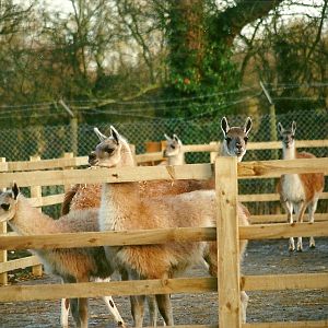 Guanaco hardstanding 8th January 2000