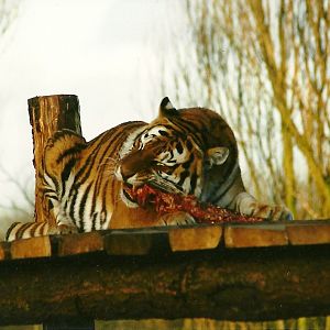 Siberian Tiger 8th January 2000