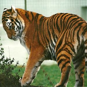 Siberian Tiger 15th January 2000