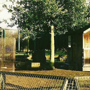 Primate (formerly Cat) cage in process of demolition 29th January 2000