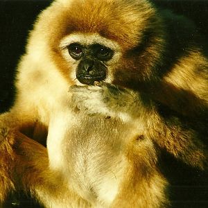 Lar Gibbon 29th January 2000