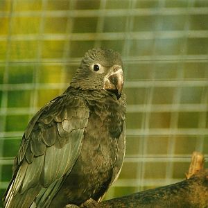 Greater Vasa Parrot 29th January 2000