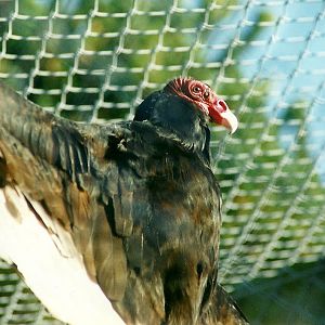 Turkey Vulture 12th February 2000