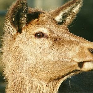 Wapiti hind 12th February 2000