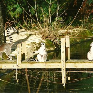 Bridge between Lemur house and island 12th February 2000