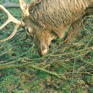 Wapiti stag 12th February 2000