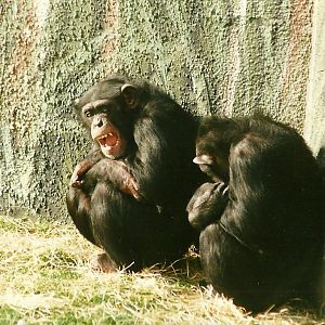 Chimpanzees 26th February 2000