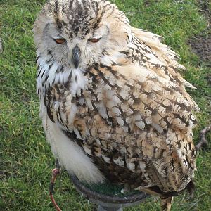 Park Rose Birds of Prey Centre display birds at Sewerby Hall 29th March 201