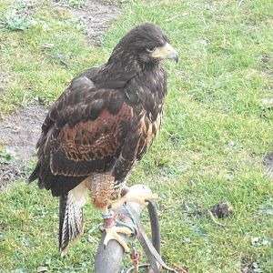 Park Rose Birds of Prey Centre display birds at Sewerby Hall 29th March 201