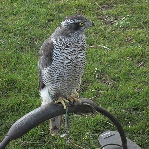 Park Rose Birds of Prey Centre display birds at Sewerby Hall 29th March 201