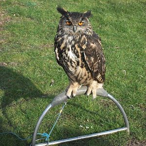 Park Rose Birds of Prey Centre display birds at Sewerby Hall 29th March 201