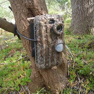 Motion sensor cameras