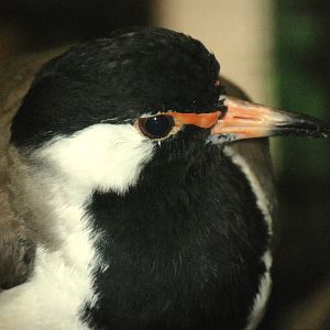 Western Red-wattled Lapwing at Walsrode, 22/03/13