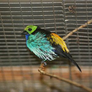 Paradise Tanager at Walsrode, 22/03/13