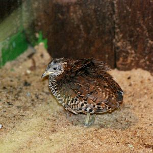 Barred Button-Quail at Walsrode, 22/03/13
