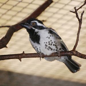 Spot-flanked Barbet at Walsrode, 22/03/13