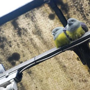 White-breasted Woodswallow and Bruce's Green Pigeons at Walsrode, 22/03/13