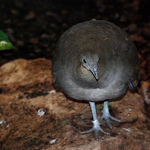 Solitary Tinamou at Walsrode, 22/03/13