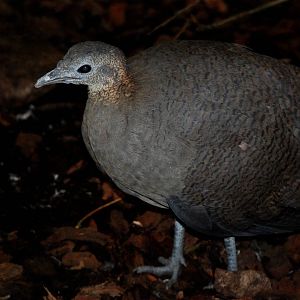Solitary Tinamou at Walsrode, 22/03/13
