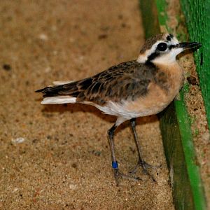 Kittlitz's Plover at Walsrode, 22/03/13