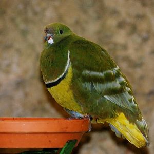 Cloven-feathered Dove at Walsrode, 22/03/13