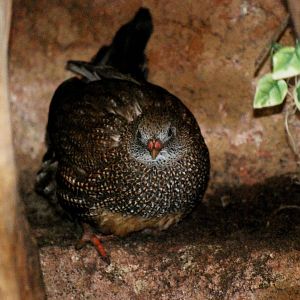 Stone Partridge at Walsrode, 22/03/13