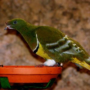 Cloven-feathered Dove at Walsrode, 22/03/13