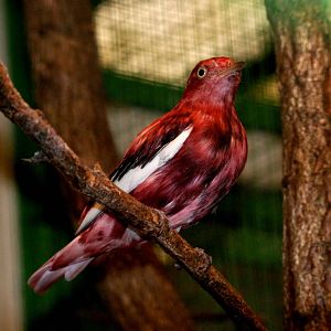 Pompadour Cotinga at Walsrode, 22/03/13