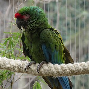 Military Macaw