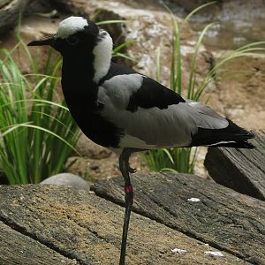 Blacksmith Lapwing