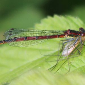 dragonfly species with prey