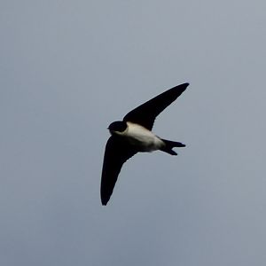house martin