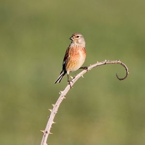 linnet