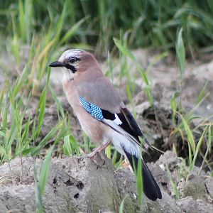 Eurasian jay