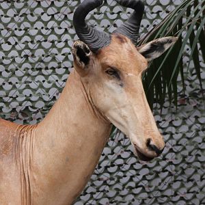 replica of an hartebeest