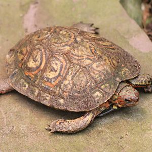 Rhinoclemmys pulcherrima