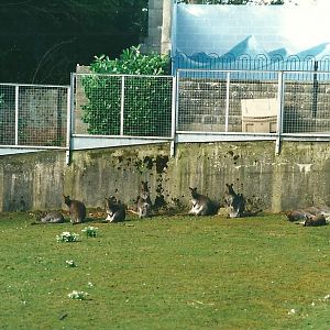 End of Wallaby paddock with Polar bear exhibit to rear 11th March 2000