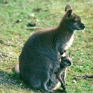 Wallaby and joey 11th March 2000
